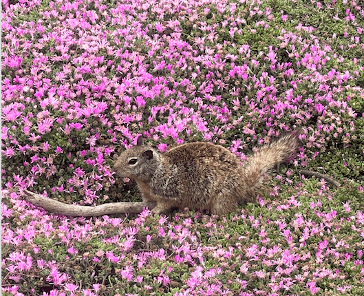 squirrel in flowers
