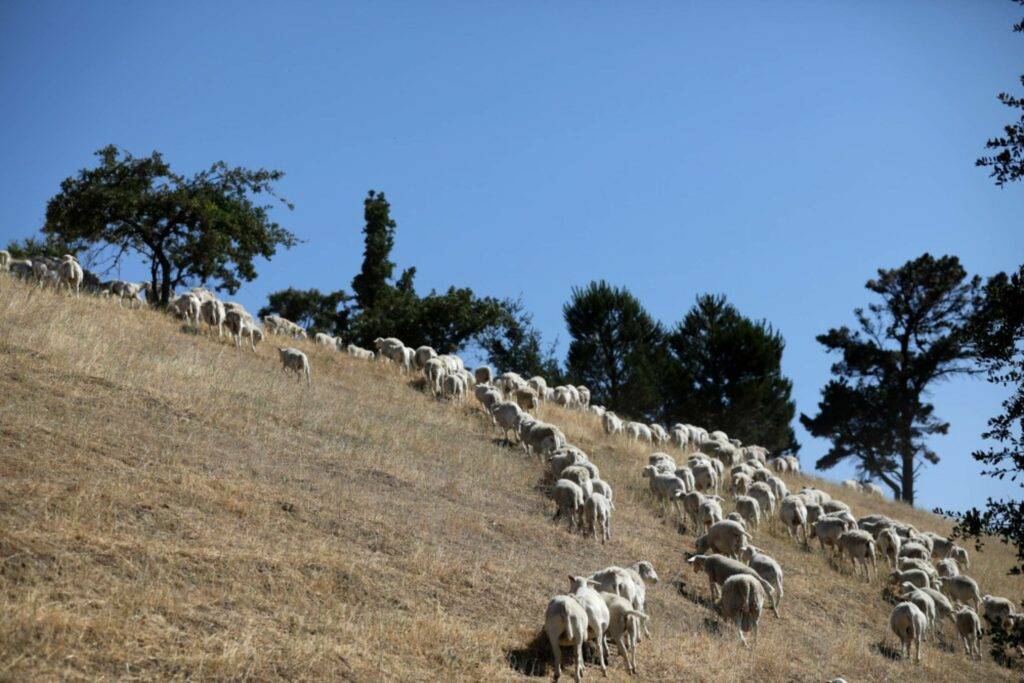 A flock of sheep grazes on a hillside in Walnut Creek.