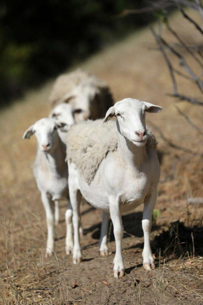 Three Dorper sheep on a hill.
