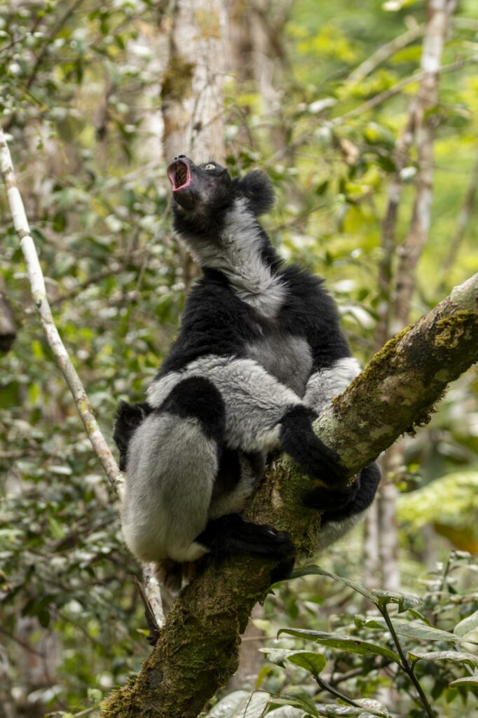 Indri Lemur howling in tree