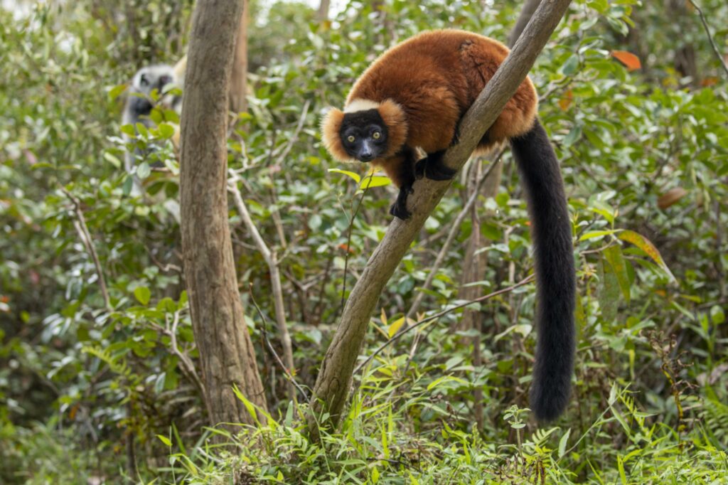 Red Ruffed Lemur in a tree