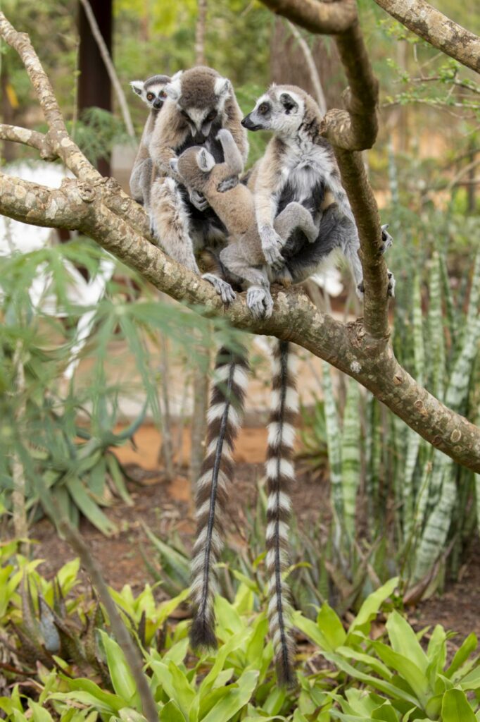 Ring-tailed lemur family in a tree in Madagascar