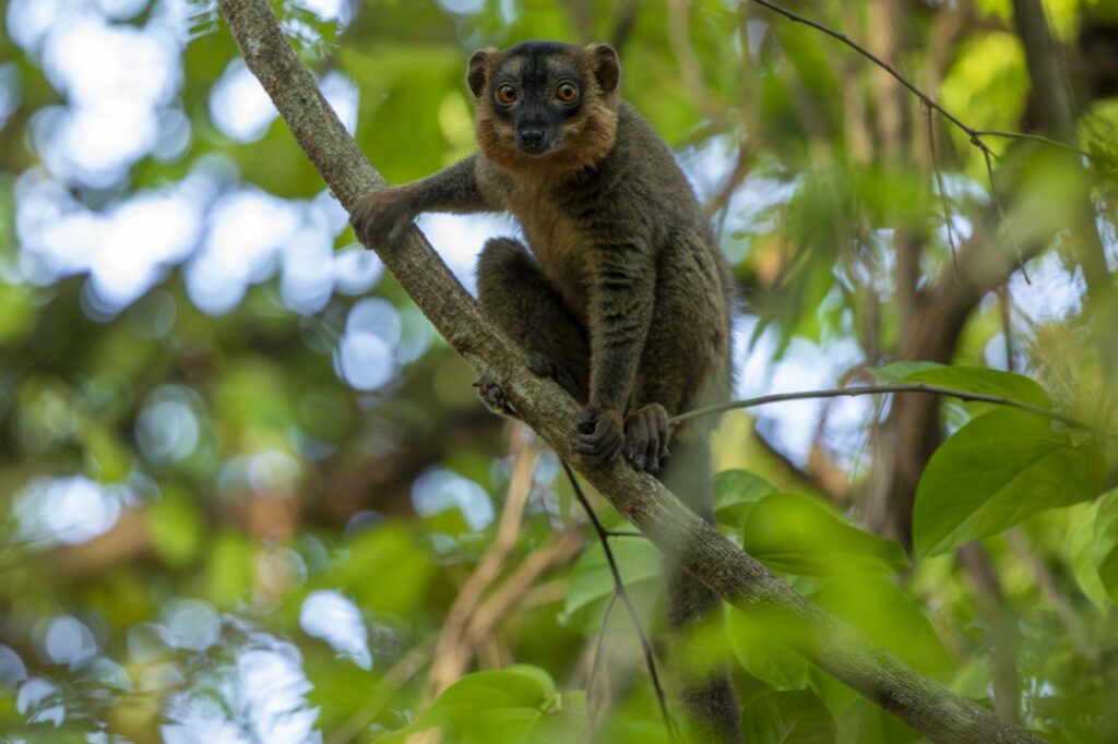 Collared Brown Lemur in a forest in Madagascar