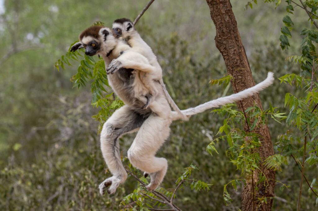 Mother and baby Verreaux’s Sifaka leaping through the air