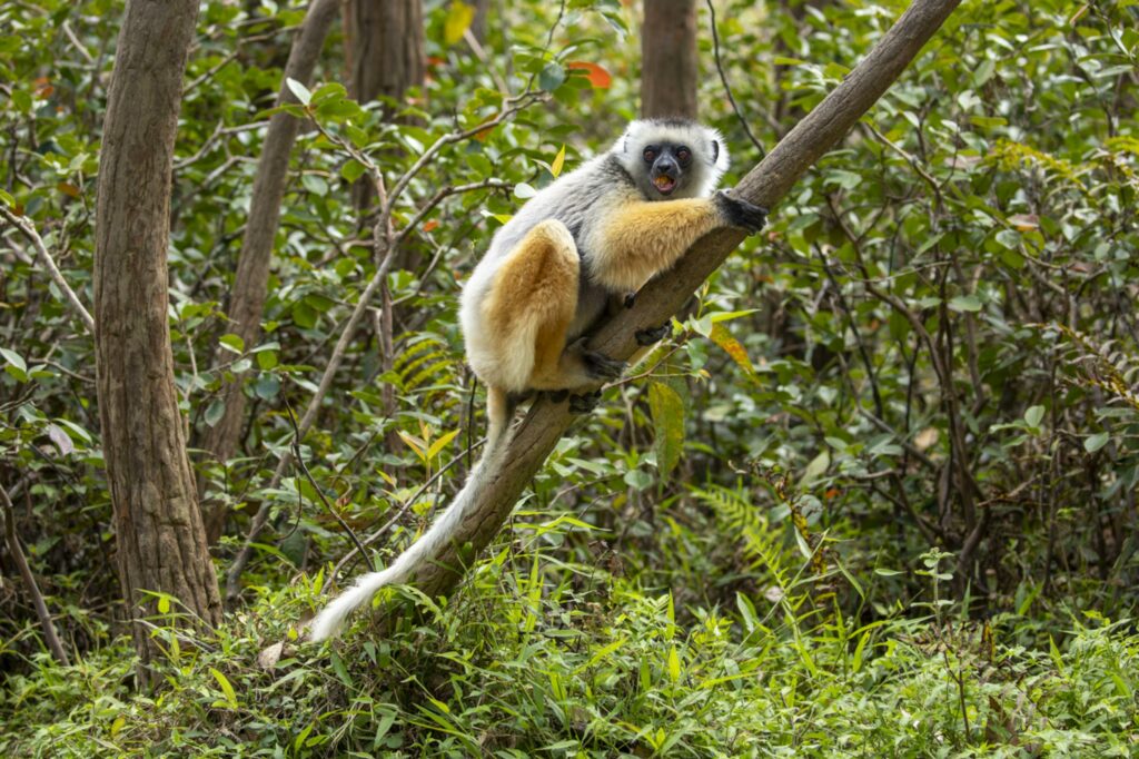 A Diademed Sifaka in tree in forest in Madagascar