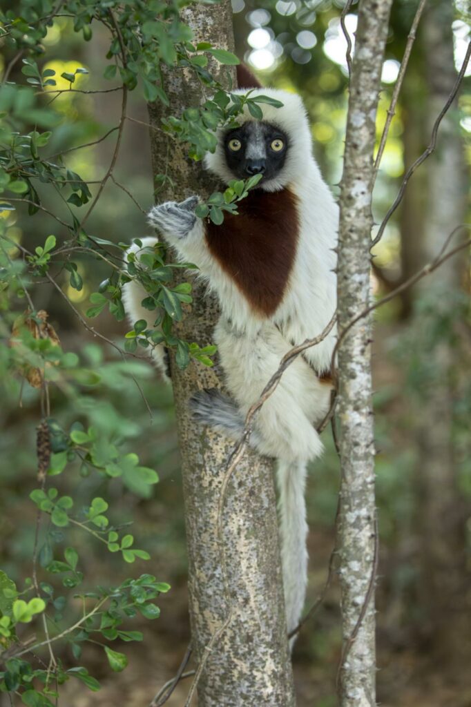 Coquerel’s Sifaka eating leaves in a tree in Madagascar
