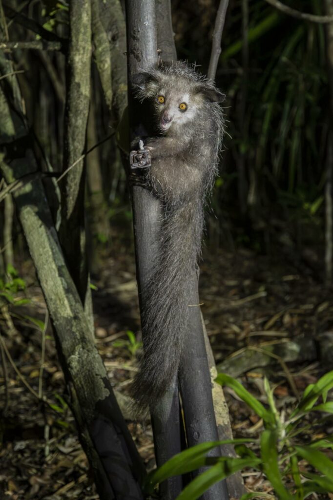 Aye-ay lemur at night in the forest in Madagascar