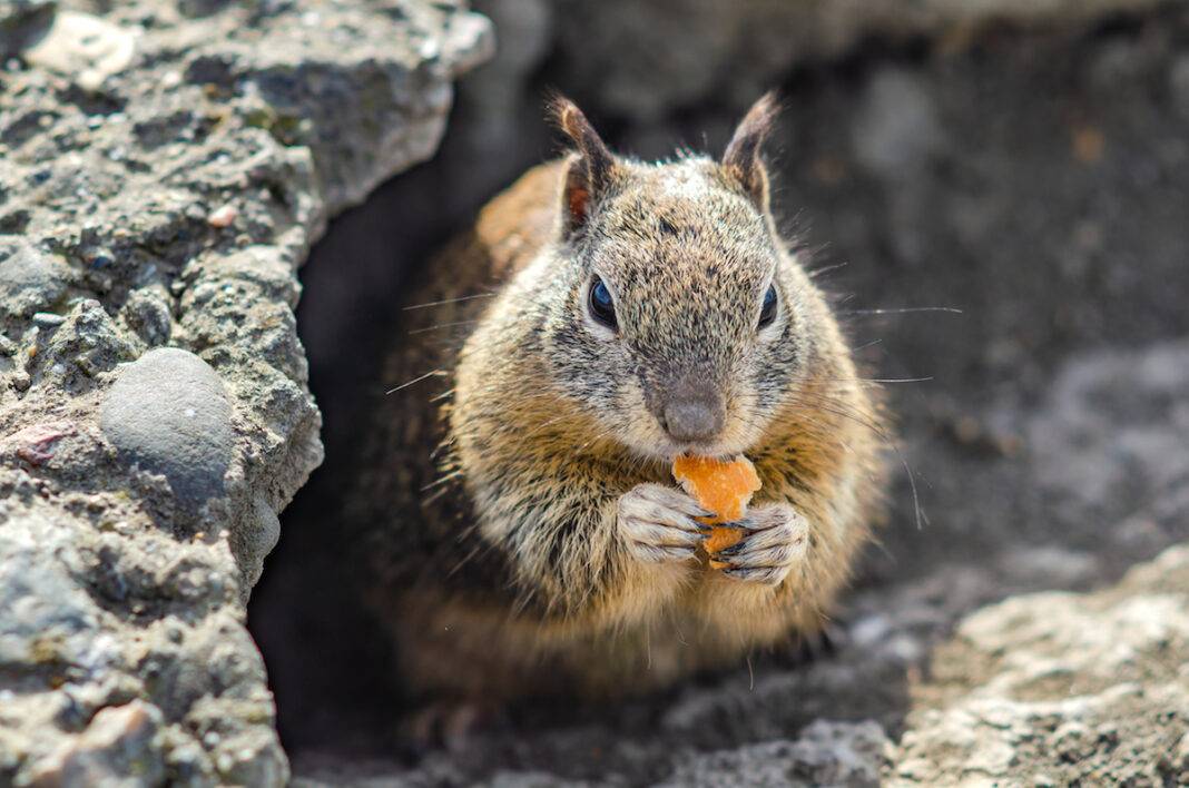 California ground squirrel. — Courtesy of Shutterstock