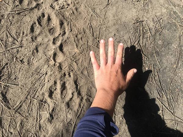 Wolf Tracks. —Courtesy of Michelle Harris, Samantha Winiecki-Love, Ryan Slezak and Colibri Ecological Consulting