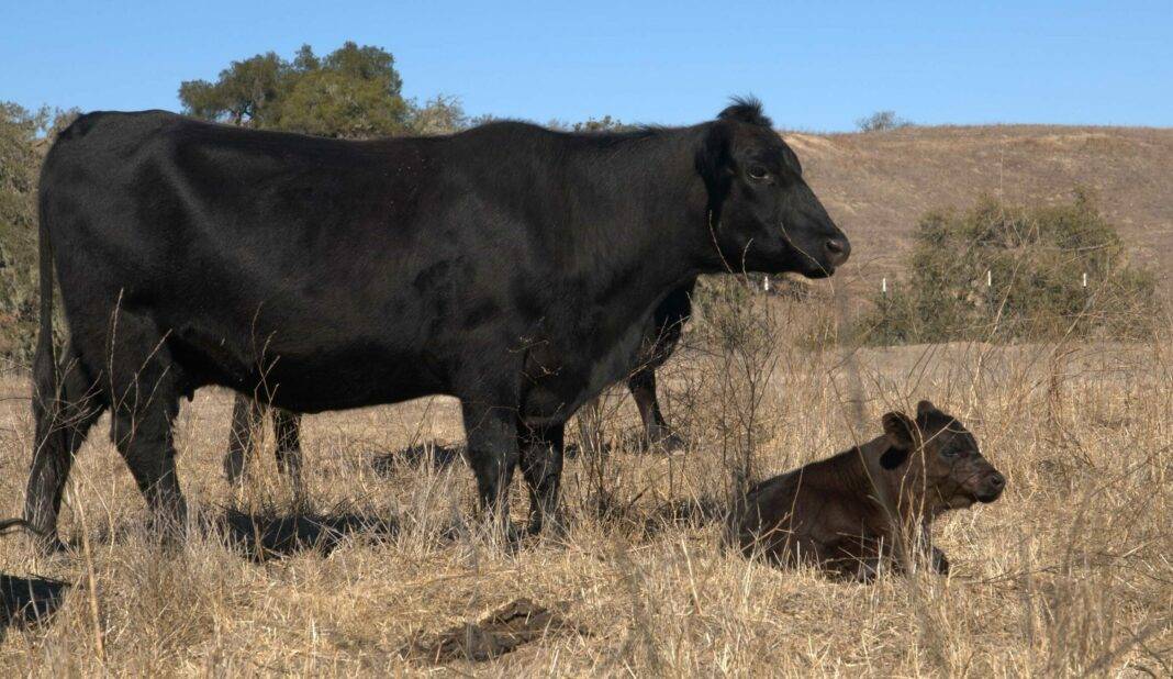 Black Angus cow and calf at the Ted Chamberlin Ranch.