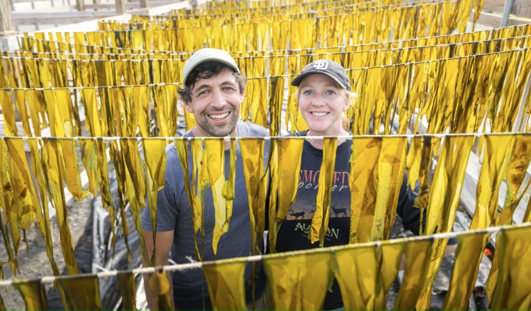 Torre Polizzi and Leslie Booher standing among kelp drying
