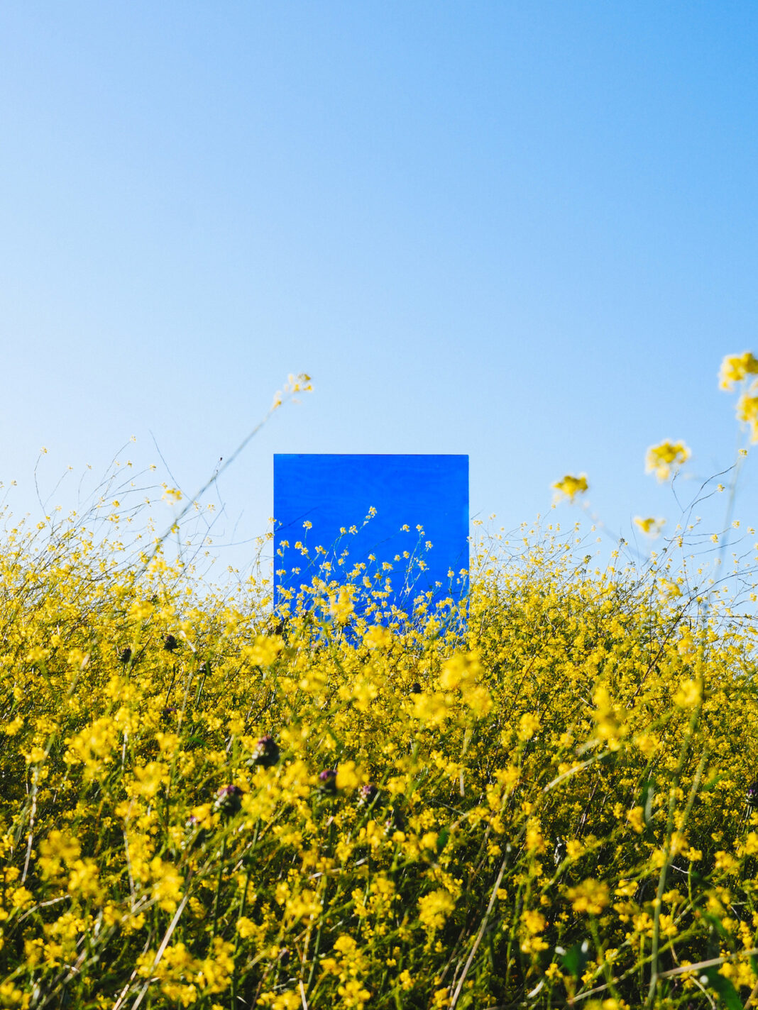 blue square in field of mustard
