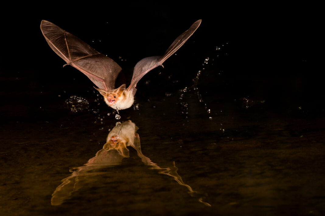 pallid bat flying low over water