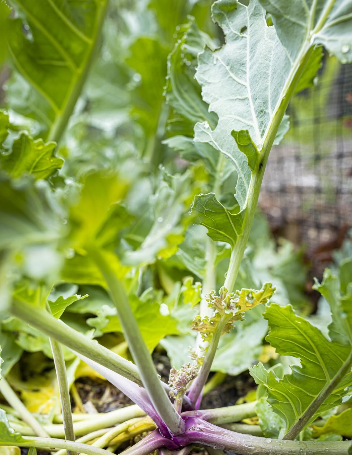 RECIPE Sea Kale Salad Bluedot Living Los Angeles